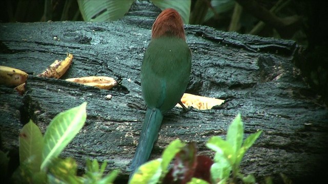 Rufous Motmot - ML201812351