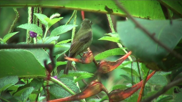 Olive-striped Flycatcher - ML201812361