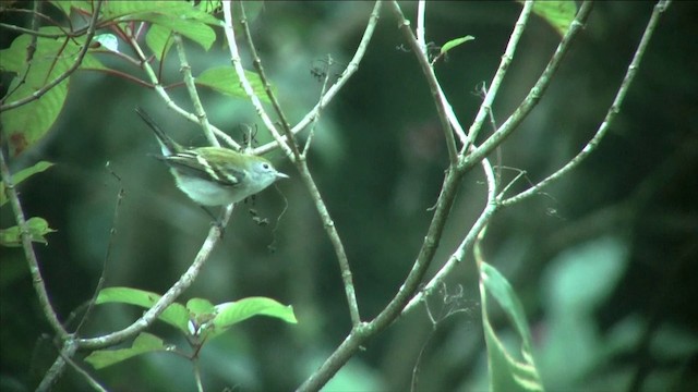 Chestnut-sided Warbler - ML201812371