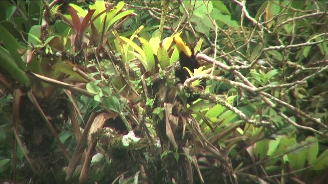 Crested Oropendola - ML201812441