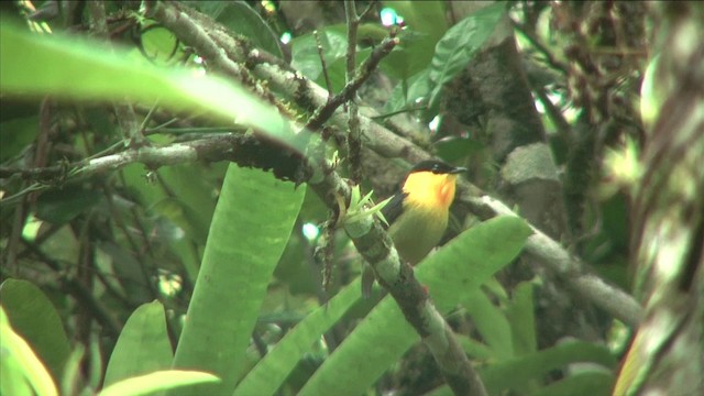 Golden-collared Manakin - ML201812501