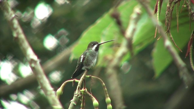 Colibrí Piquilargo - ML201812541