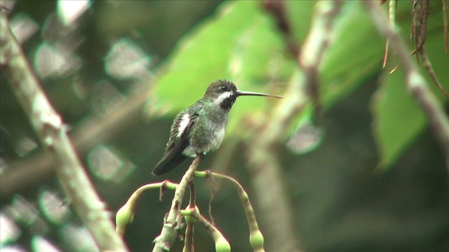 Long-billed Starthroat - ML201812551
