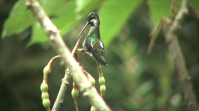 Long-billed Starthroat - ML201812561