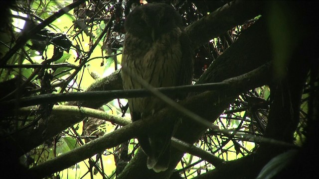 Benekli Alaca Baykuş [virgata grubu] - ML201812581