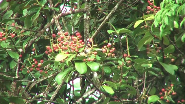 Spot-crowned Barbet - ML201812591