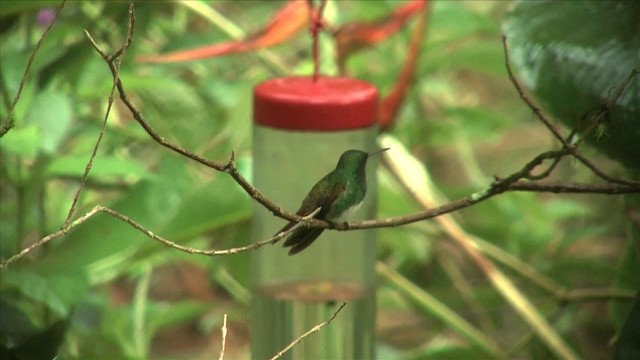 Snowy-bellied Hummingbird - ML201812601