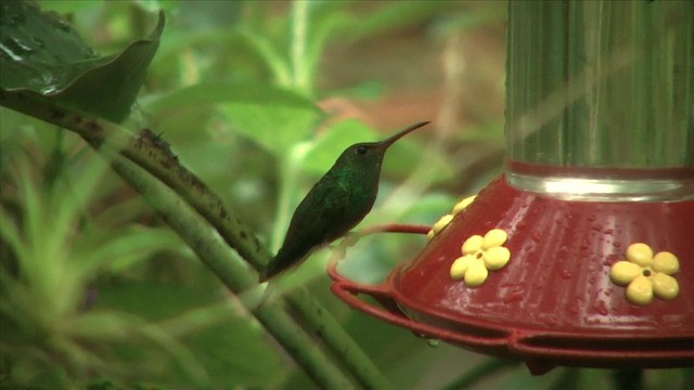 Snowy-bellied Hummingbird - ML201812611