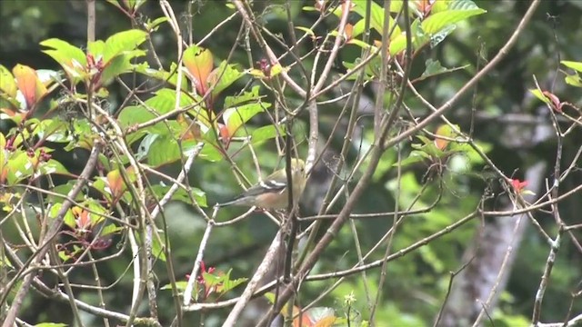 Paruline à poitrine baie - ML201812631