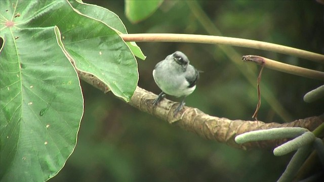 Plain-colored Tanager - ML201812661