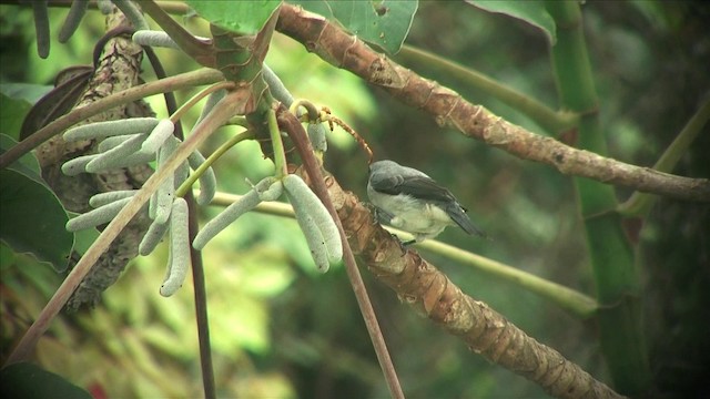 Plain-colored Tanager - ML201812671