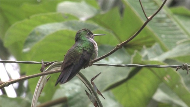 Blue-chested Hummingbird - ML201812691