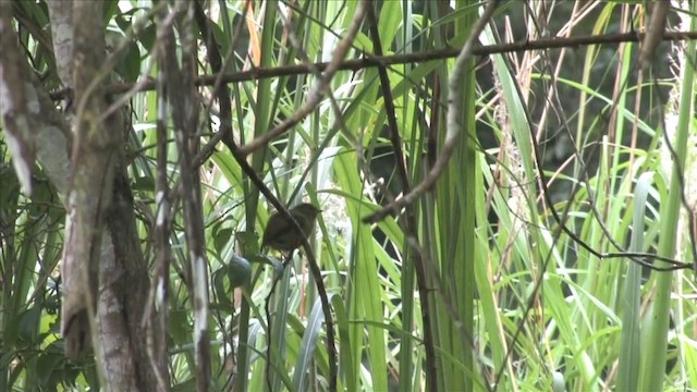 Golden-collared Manakin - ML201812701