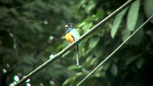 Trogon pattu - ML201812711