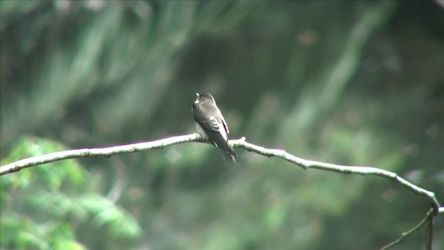 Southern Rough-winged Swallow - ML201812721