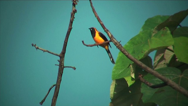 Yellow-backed Oriole - ML201812771