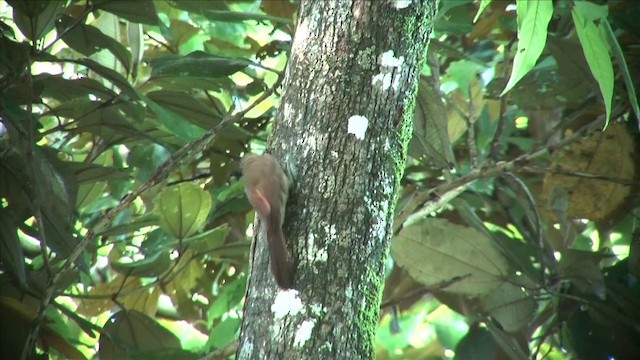 Cocoa Woodcreeper (Lawrence's) - ML201812801