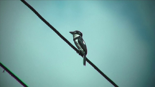 Pied Puffbird (Lesser) - ML201812821