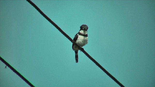 Pied Puffbird (Lesser) - ML201812831