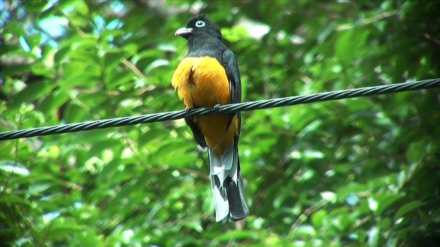 White-tailed Trogon - ML201812841