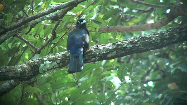 White-tailed Trogon - ML201812851