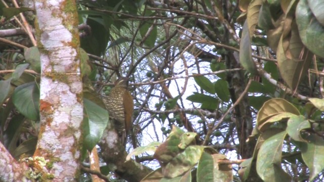 Stripe-cheeked Woodpecker - ML201812871