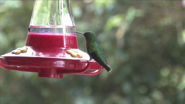 Colibri à calotte violette - ML201812971