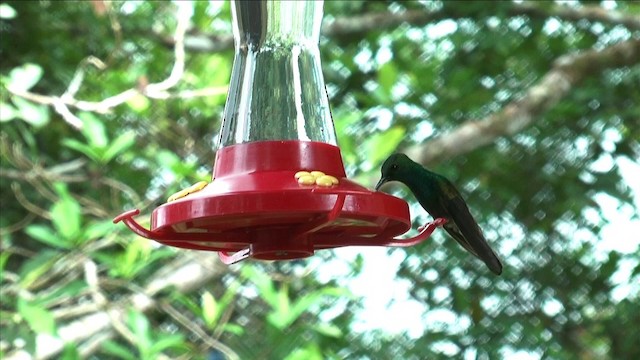 Colibri à queue bronzée - ML201813001