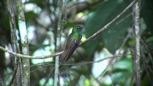 Bronz Kuyruklu Tüylü Kolibri - ML201813011