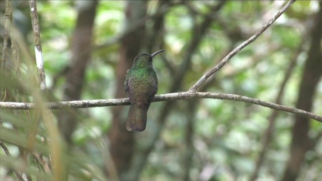 Colibrí Patirrojo - ML201813021