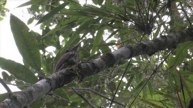 Black-striped Woodcreeper - ML201813081