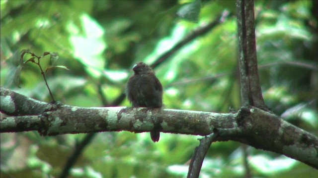 Blue-black Grosbeak - ML201813101