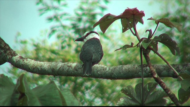 White-necked Puffbird - ML201813121