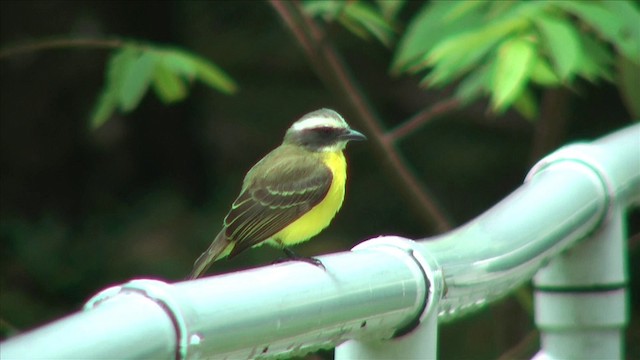 アカボウシヒタキモドキ（similis グループ） - ML201813141