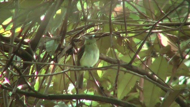 カギハシタイランチョウ（flammulatus グループ） - ML201813151