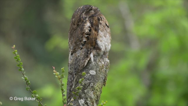 Common Potoo - ML201813181