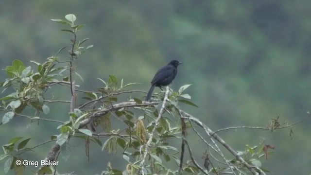 Scrub Blackbird - ML201813201