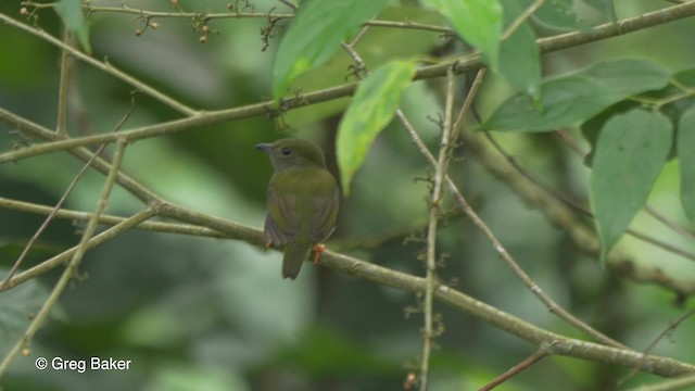 White-bearded Manakin - ML201813251