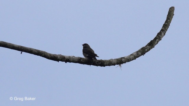 Golondrina Patiblanca - ML201813321