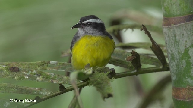 Bananaquit (Continental) - ML201813351