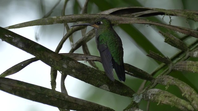 kolibřík subtropický - ML201813451