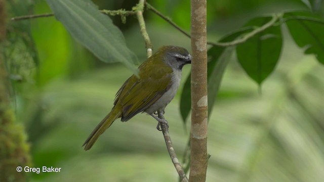 Buff-throated Saltator - ML201813481