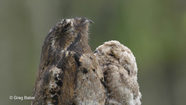 Common Potoo - ML201813601