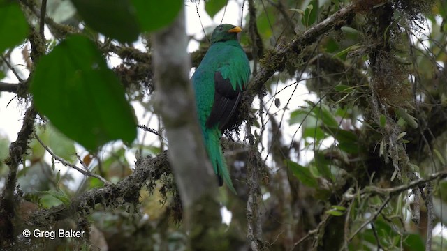 Golden-headed Quetzal - ML201813611