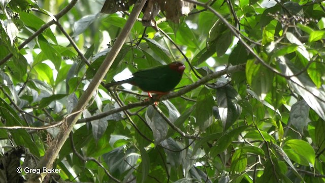 Grass-green Tanager - ML201813641