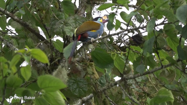 Toucan montagnard - ML201813671