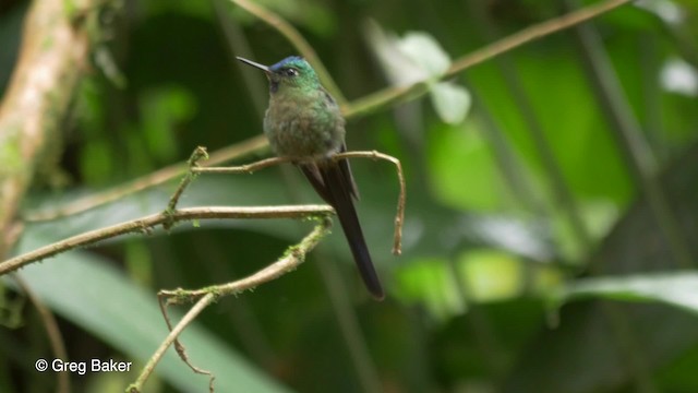 Violet-tailed Sylph - ML201813701