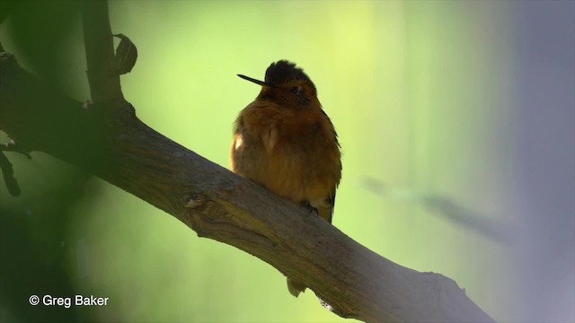 Colibrí Cobrizo - ML201813731