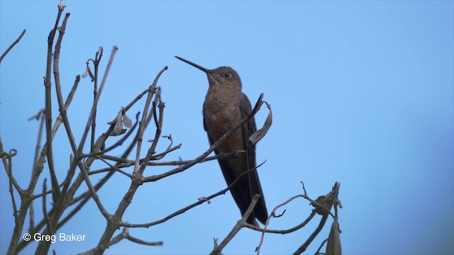 Giant Hummingbird - ML201813741