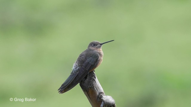 Colibrí Gigante - ML201813751